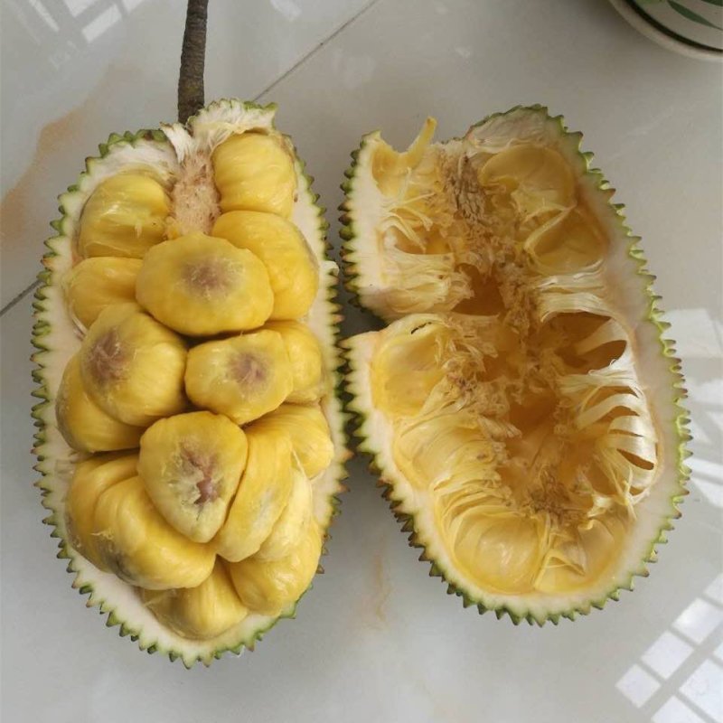 海南榴莲蜜树苗口感软糯香甜营养杯苗嫁接苗带土带叶发货