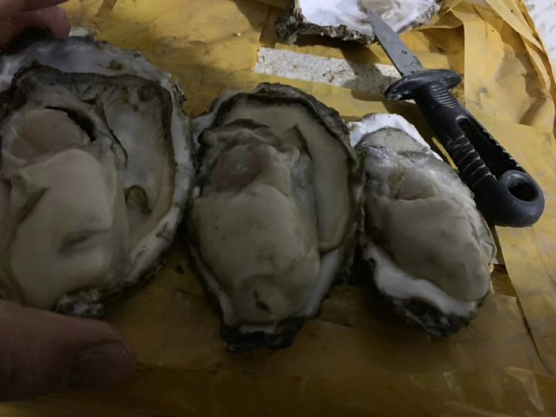 乳山生蚝，不肥包退，精品