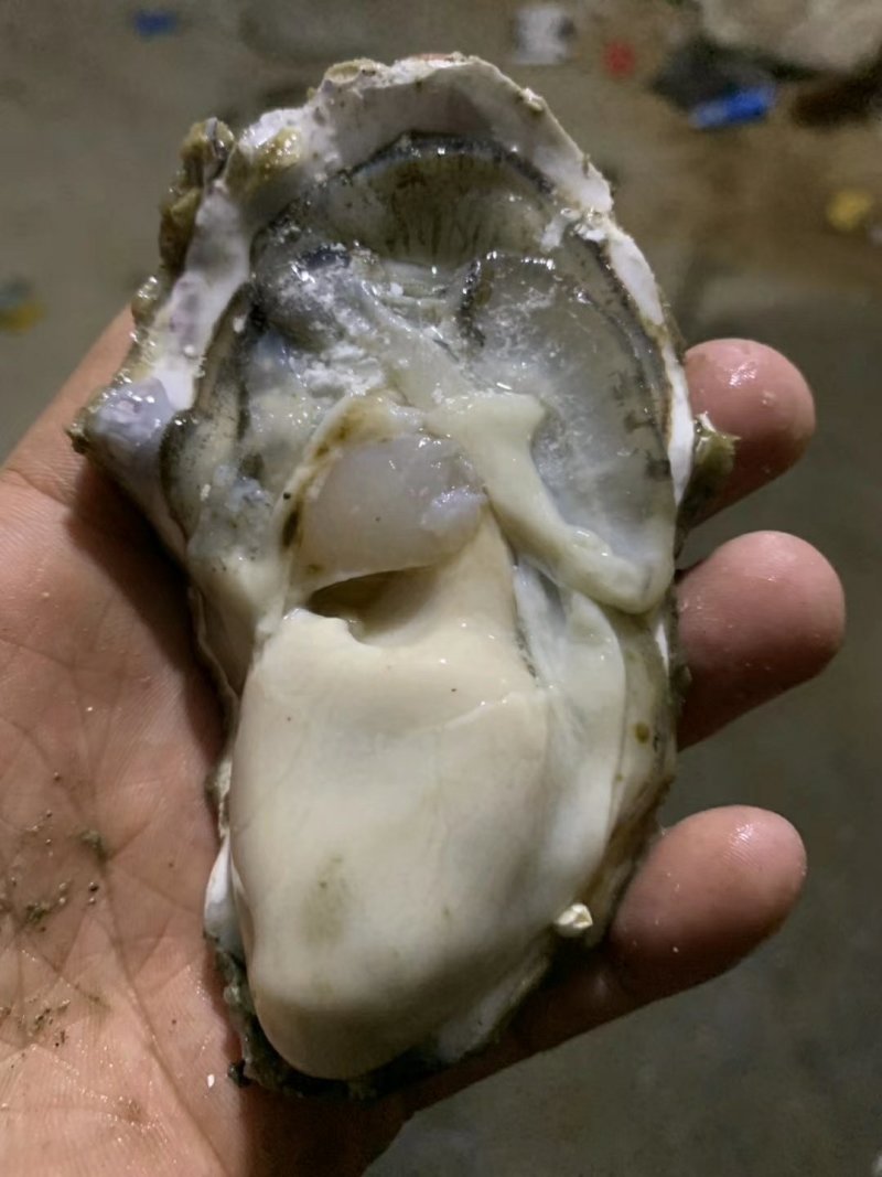 乳山生蚝，不肥包退，精品