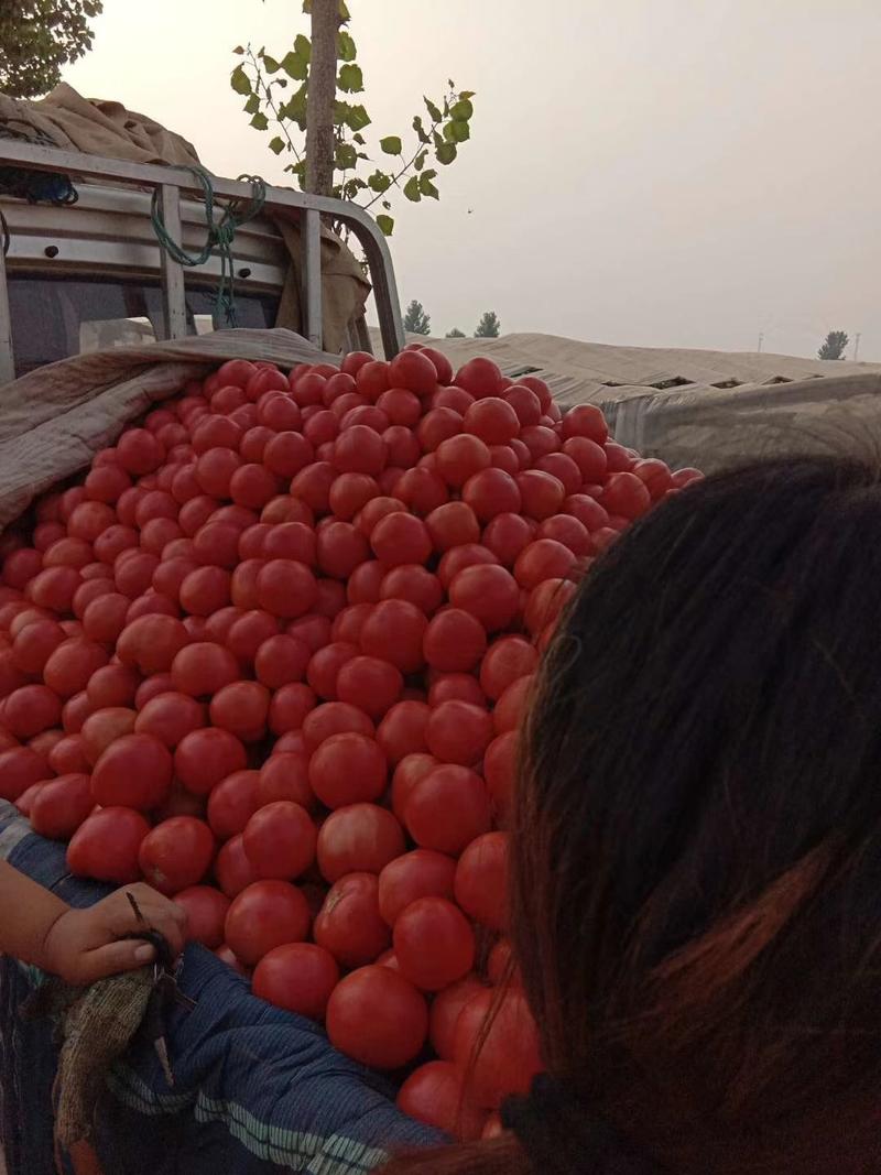 西红柿上市了