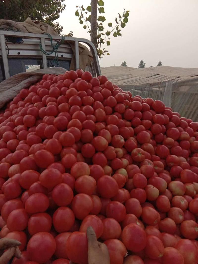 西红柿上市了