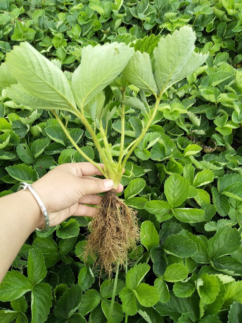草莓苗隋珠香野妙七天仙醉宁玉越秀妙三