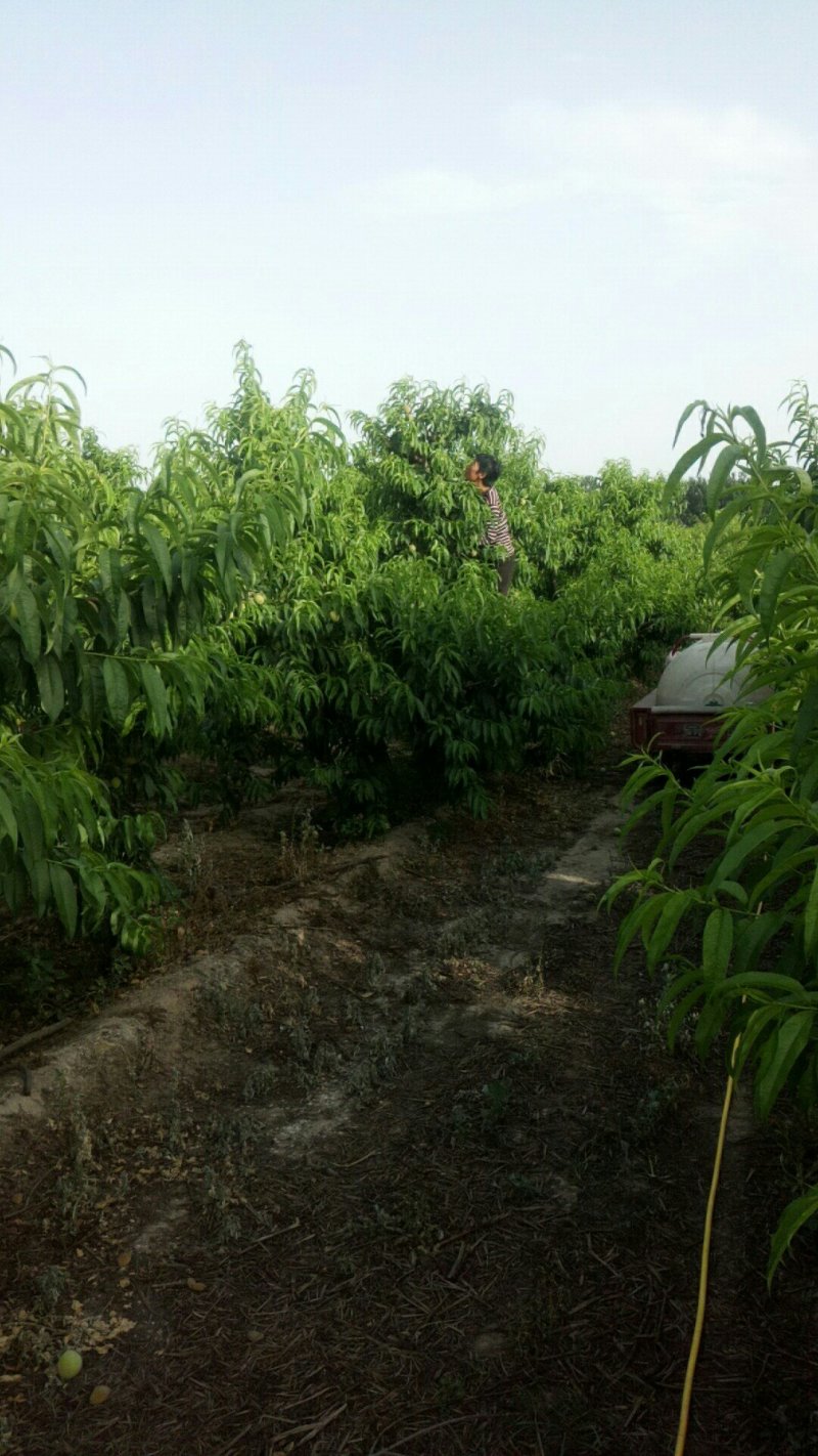 突围桃，产量大约5万斤