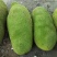 马来西亚一号菠萝蜜苗，大量有货价格美丽