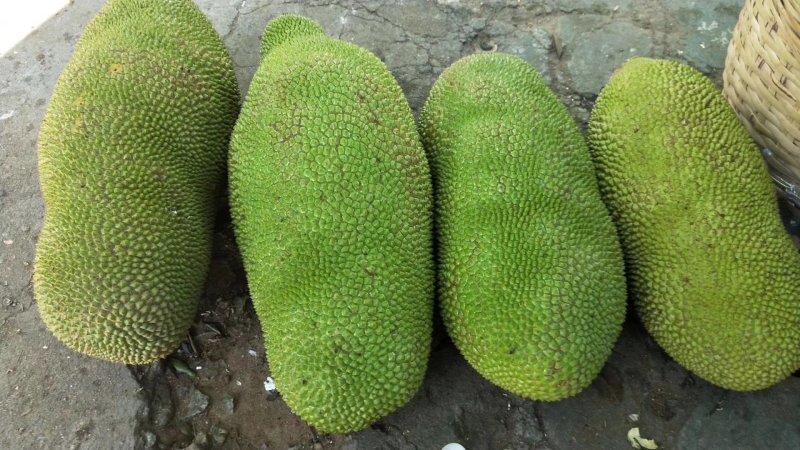马来西亚一号菠萝蜜苗，大量有货价格美丽