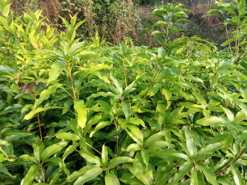 台农芒果苗，品种纯正，价格实惠