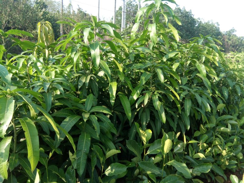 金煌芒果苗，杯苗，优质苗