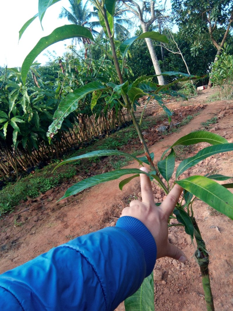 金煌芒果苗，杯苗，优质苗