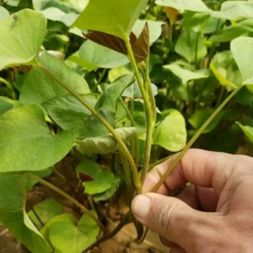 原种烟25红薯苗0.10棵