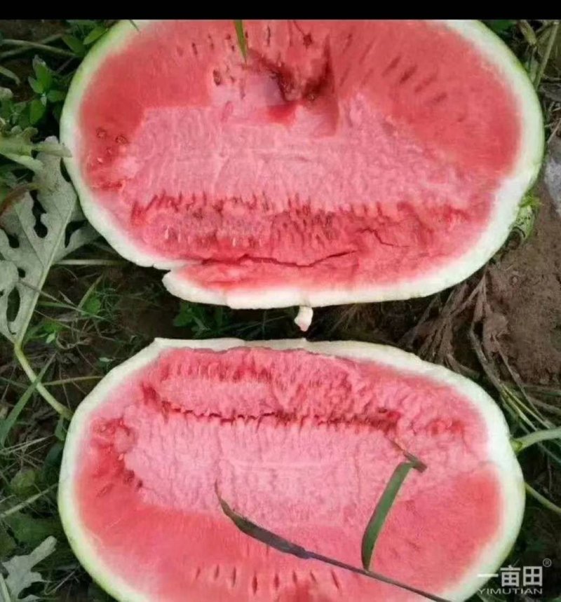 龙卷风西瓜