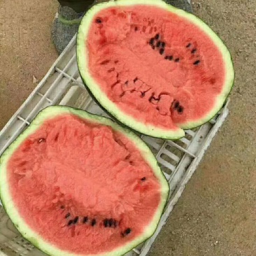 甜王西瓜大量上市