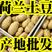 【专业代收】万亩新鲜黄心土豆大量上市，价格美丽货源充足