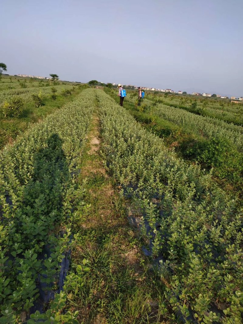 蔓荆子苗基地除草