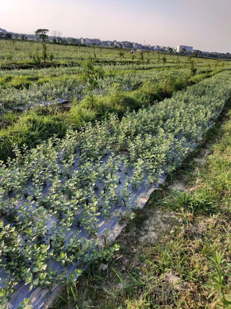 蔓荆子苗基地除草