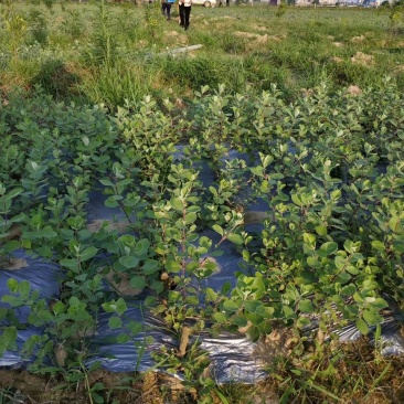 蔓荆子苗基地除草