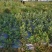 蔓荆子苗基地除草