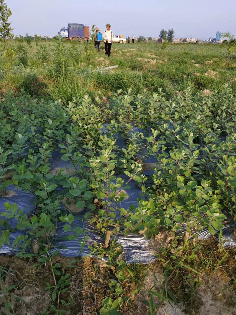 蔓荆子苗基地除草
