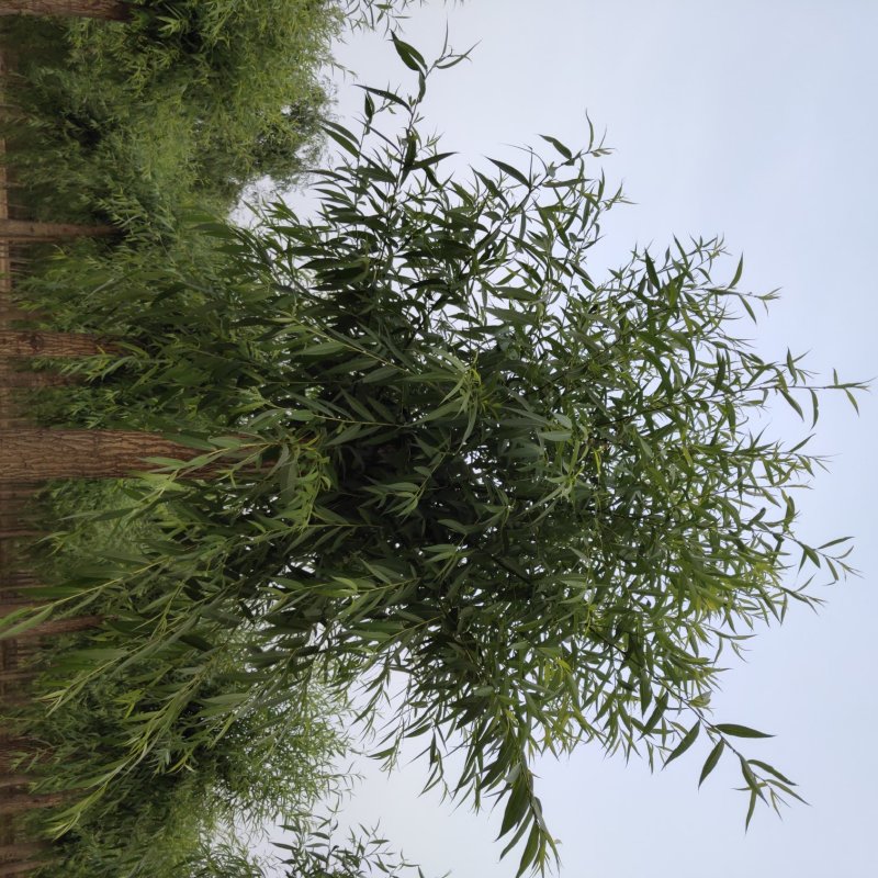 柳树15-20公分，旱柳青皮柳柳树竹柳苗木价格