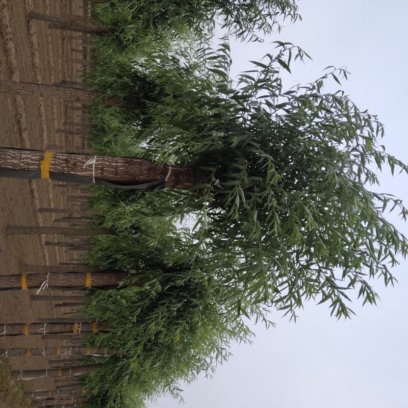 柳树15-20公分，旱柳青皮柳柳树竹柳苗木价格