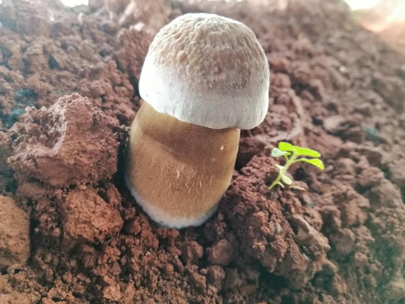 出售露水鸡枞菌包，量大从优！