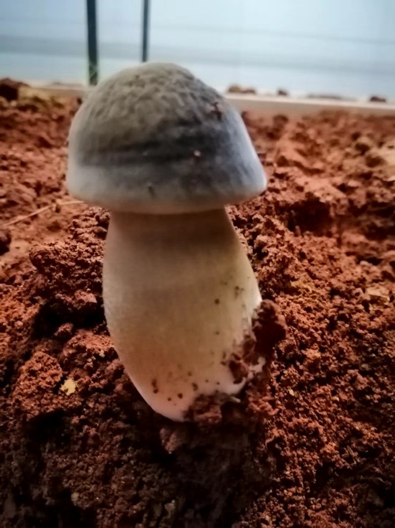 出售露水鸡枞菌包，量大从优！