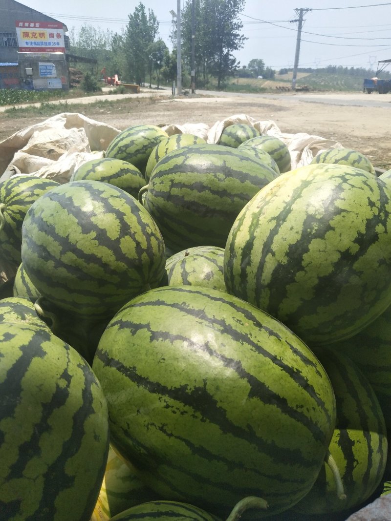 【甜王西瓜】精品甜王西瓜大量上市个头均匀皮薄肉厚现摘现发