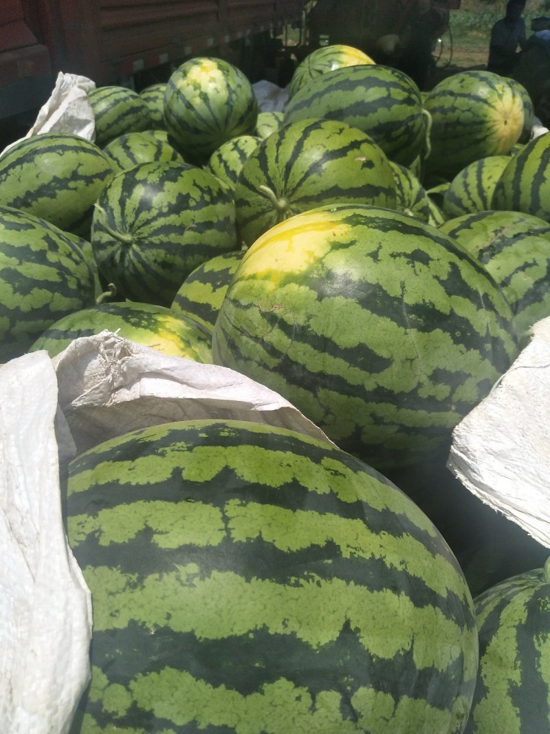 【甜王西瓜】精品甜王西瓜大量上市个头均匀皮薄肉厚现摘现发