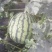 【热销】河北精品西瓜甜王西瓜大量供应6斤打底
