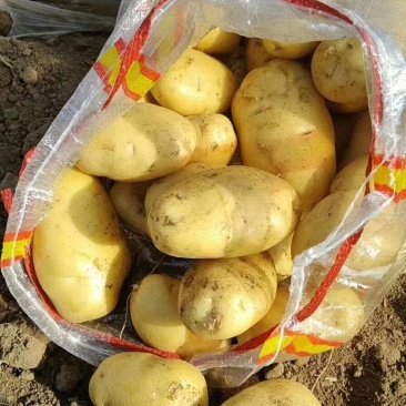 土豆荷兰15，3俩以上，无沟眼，代发全国