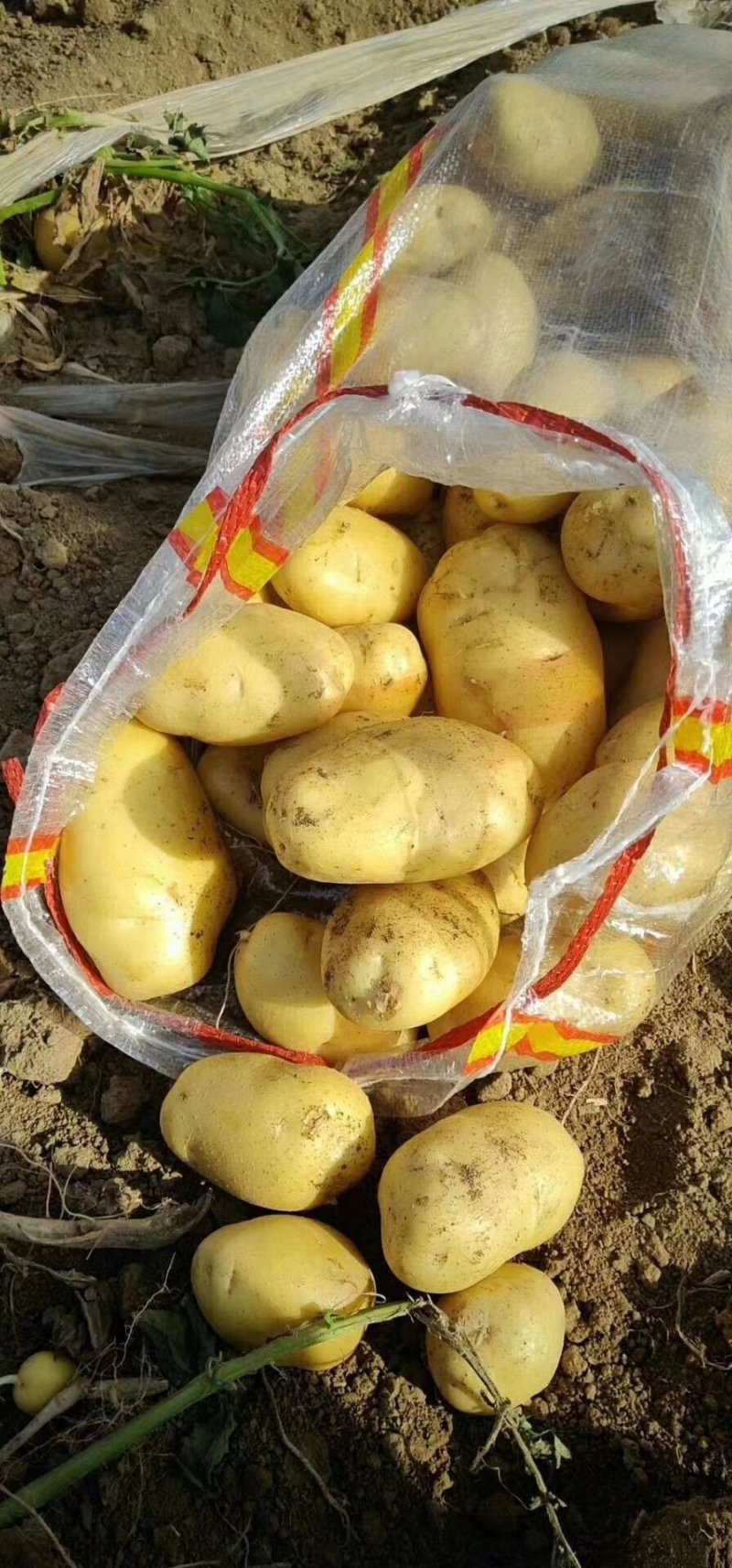 土豆荷兰15，3俩以上，无沟眼，代发全国
