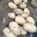 土豆荷兰15，3俩以上，无沟眼，代发全国