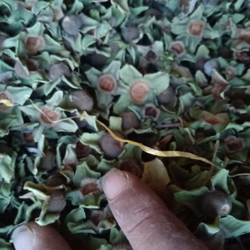 柿蒂