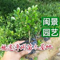 瓜子黄杨高20厘米福建漳州苗木基地批发苗木