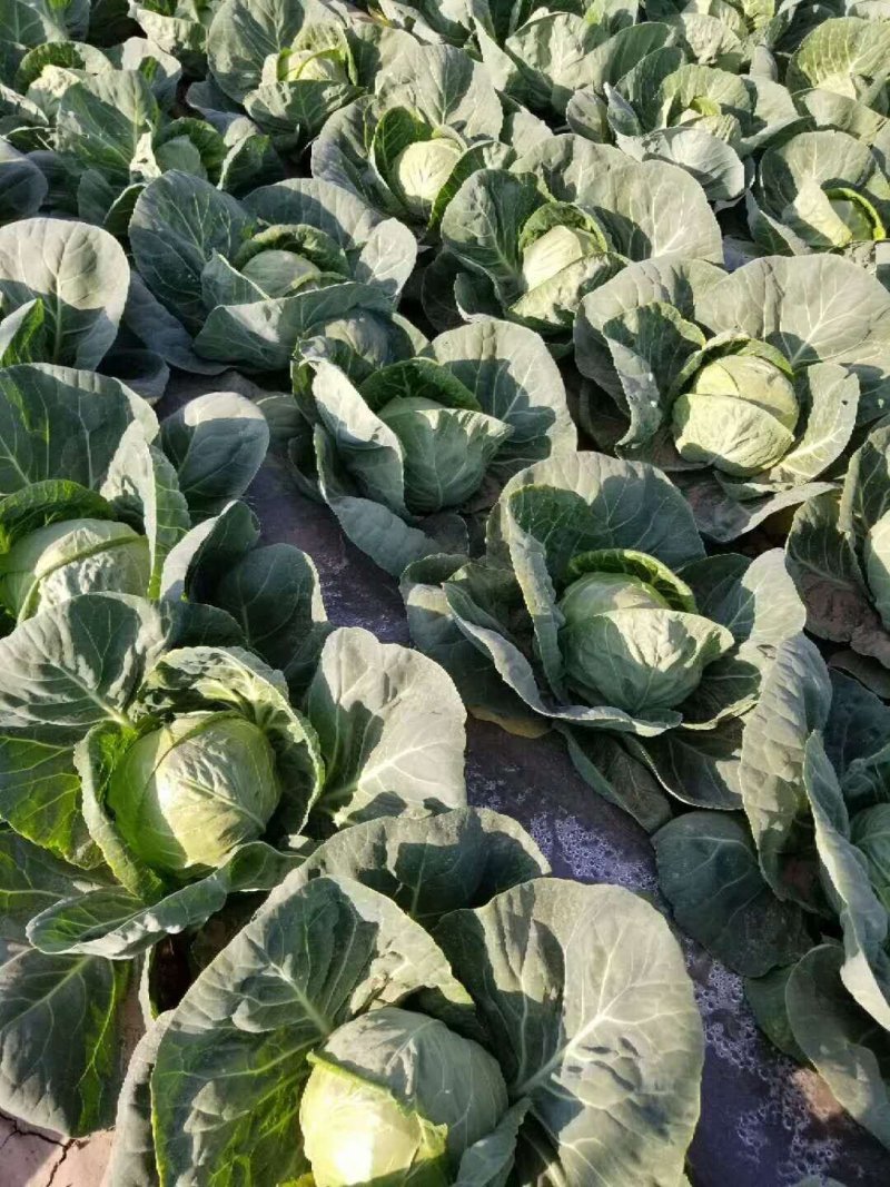 甘兰，园包菜