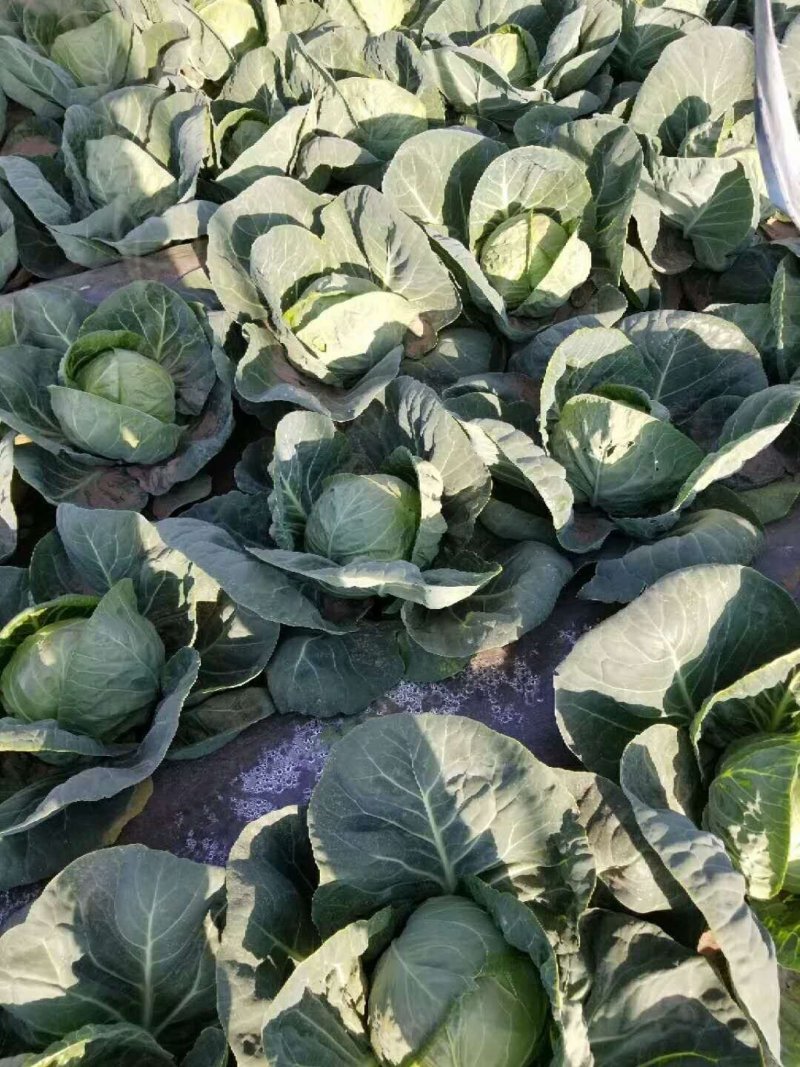 甘兰，园包菜