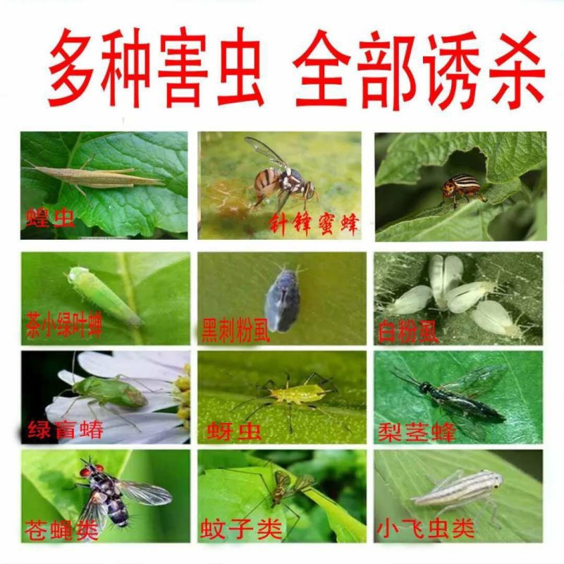 【包邮】双面特黏粘虫板、诱虫板进口胶水覆纸加厚升级版