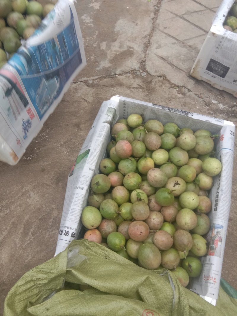紫香台农百香果，中大果，