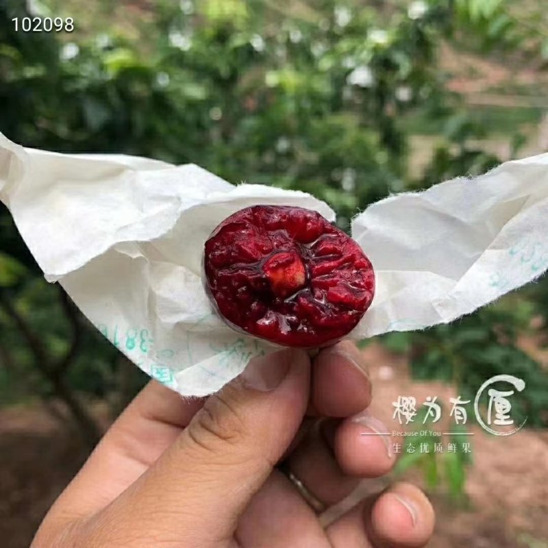 汶川高山套袋车厘子高原有机生态个大，味足，甘甜