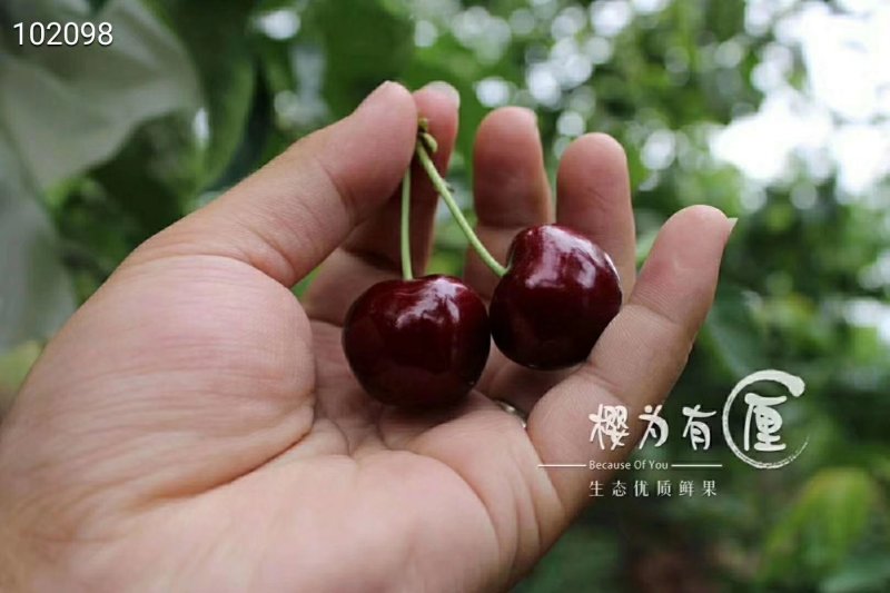 汶川高山套袋车厘子高原有机生态个大，味足，甘甜