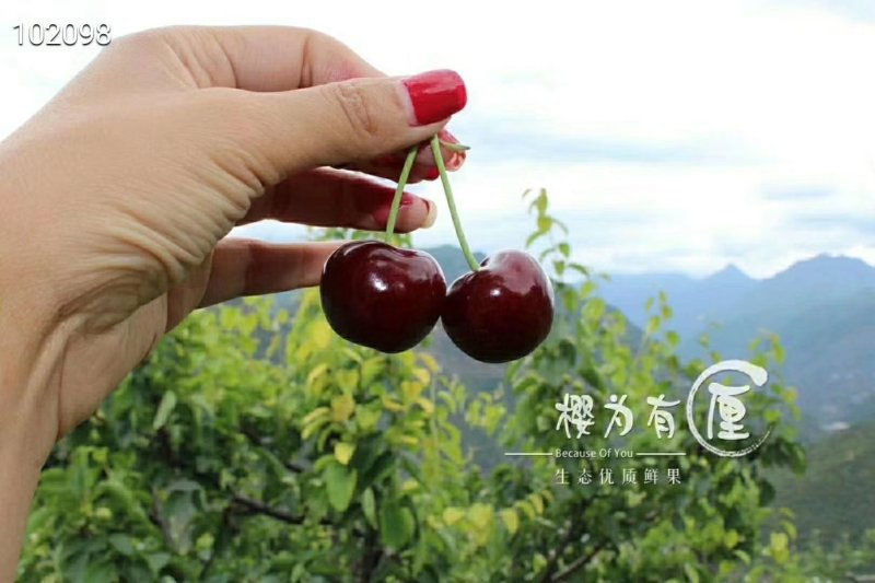 汶川高山套袋车厘子高原有机生态个大，味足，甘甜