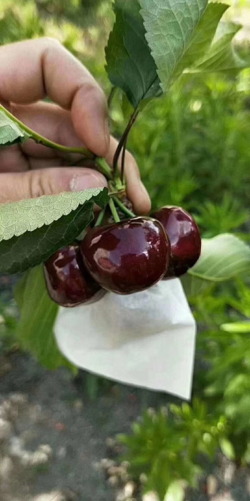汶川高山套袋车厘子高原有机生态个大，味足，甘甜