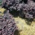 红花继木2cm以下4cm以下0.5米以下