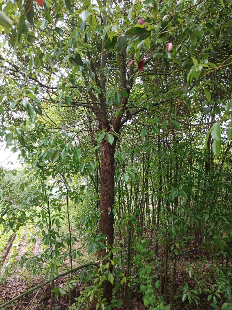 小叶香樟移载3-35公分存活率高品质保证