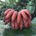 广西红香蕉苗一年苗一级良种量大优惠
