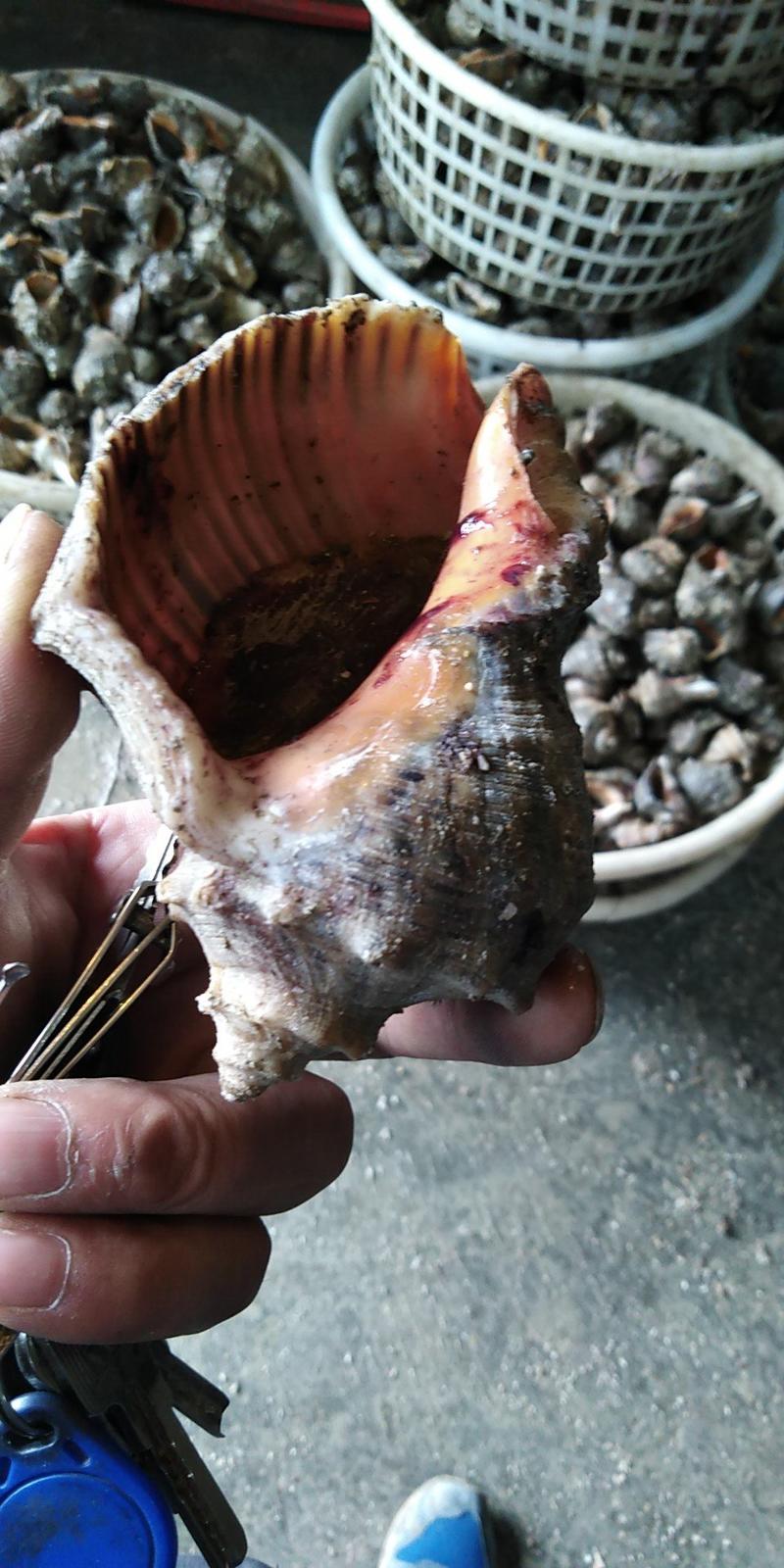 海螺，红里螺，薄壳，小船货，产地黄海，60斤起批
