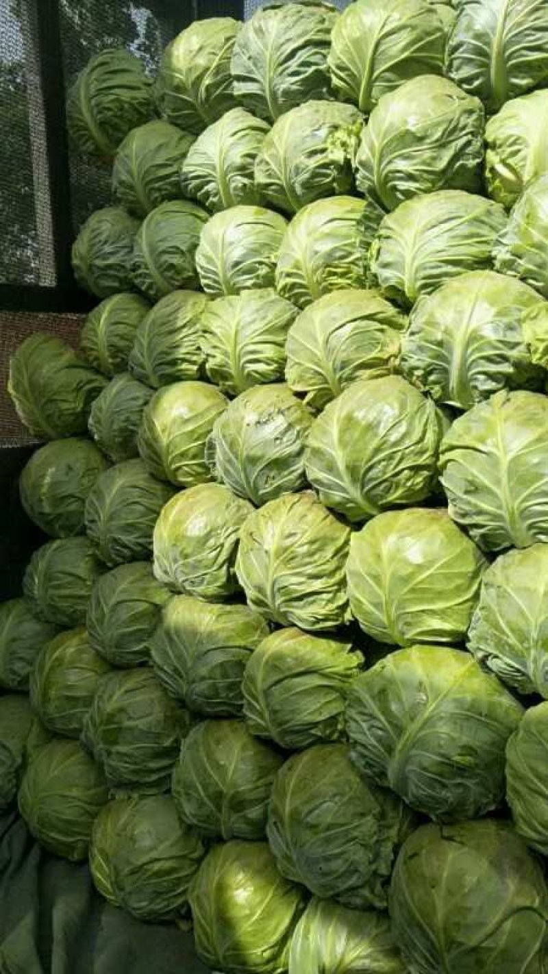 甘蓝圆包菜（袋装散装）量大，价格从优