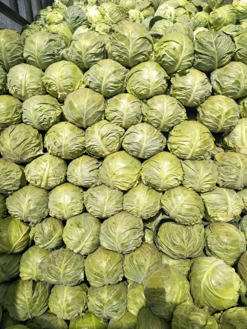 甘蓝圆包菜（袋装散装）量大，价格从优