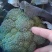 山西西兰花美芹70，产地直发量大从优现摘可加冰