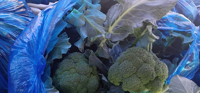 山西西兰花美芹70，产地直发量大从优现摘可加冰