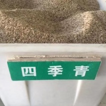 四季青草坪种子多年生四季常青种子耐寒耐盐碱品种种子